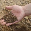 Everything You Need to Know About Loam Garden Soils