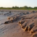 The Benefits of Loam Topsoil