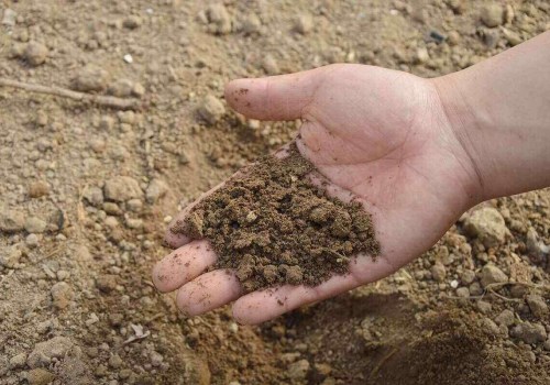 Everything You Need to Know About Loam Garden Soils