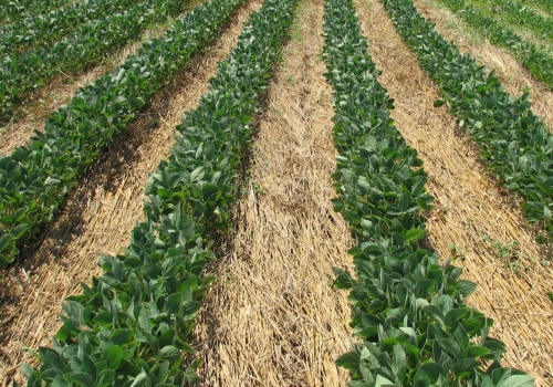 Organic Farming Basics with Organic Topsoil